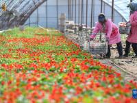 长春：特色种植拓宽致富路
