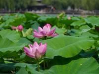 济南大明湖：夏日荷花始盛开
