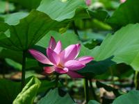 济南大明湖：夏日荷花始盛开
