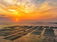 山东荣成：海洋牧场朝霞如画
