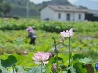 广西鹿寨：农田升级助增收
