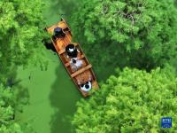 江苏扬州：“水上森林”觅清凉
