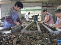 河北乐亭：特色海产养殖促增收
