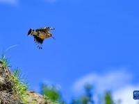 拉萨：白定村里戴胜舞
