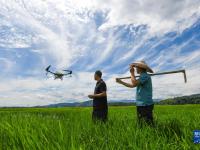 湖南常宁：“空中管护”保丰收
