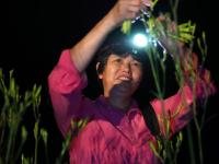 湖南衡阳：黄花菜飘香农家忙
