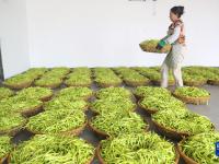 湖南衡阳：黄花菜飘香农家忙
