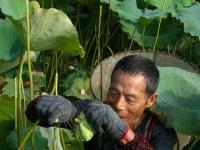 湖南湘潭：湘莲产业兴