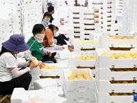 河北丰润：鲜桃收获忙
