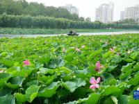 河北抚宁：夏荷引游人