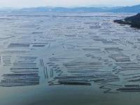 广东饶平：水产养殖谱写现代“海洋牧歌”