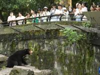 探访杭州动物园“人气”马来熊