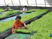 山东定陶：自动控温大棚里蔬菜育苗忙
