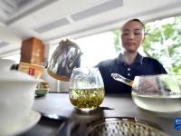 粤桂协作助苗乡茶业融合发展
