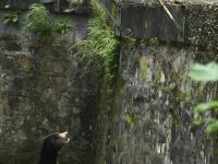 探访杭州动物园“人气”马来熊