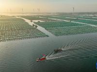 山东荣成：生态养殖海洋经济高质量发展