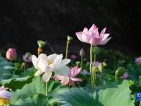 湖南湘潭：湘莲产业兴