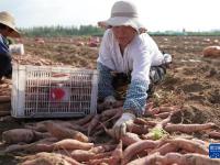 河北滦州：科学种植鲜食红薯上市早
