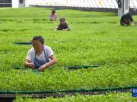 山东定陶：自动控温大棚里蔬菜育苗忙
