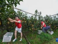 浙江湖州：志愿者助农忙抢收