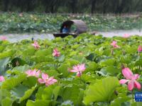 河北抚宁：夏荷引游人