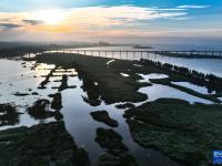 河南济源：黄河湿地好生态
