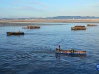 浙江玉环：“海上菜园”紫菜种养忙
