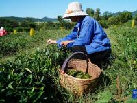 山东诸城：秋茶采摘加工忙
