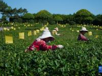山东诸城：秋茶采摘加工忙
