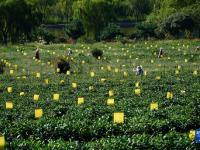 山东诸城：秋茶采摘加工忙
