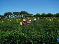山东诸城：秋茶采摘加工忙
