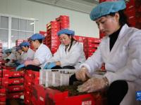 甘肃平凉：串收番茄收获忙
