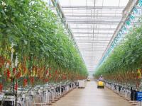 甘肃平凉：串收番茄收获忙
