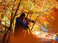 辽宁本溪：漫山枫叶醉金秋

