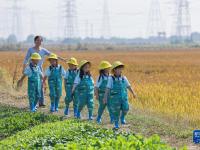浙江湖州：高标准农田迎来秋季丰收
