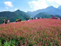 陕西蓝田：荞麦岭上花如潮
