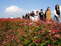 陕西蓝田：荞麦岭上花如潮
