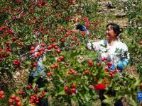 山东新泰：金秋时节山楂红
