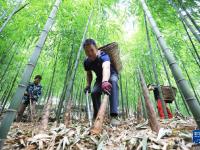 贵州赤水：采收竹笋
