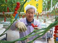 甘肃平凉：串收番茄收获忙
