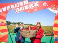 鄂尔多斯：火红辣椒庆丰收
