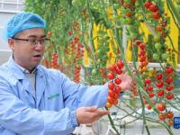 甘肃平凉：串收番茄收获忙
