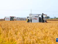 辽宁灯塔：稻浪飘香迎丰收
