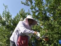 河南汝州：采摘石榴供佳节
