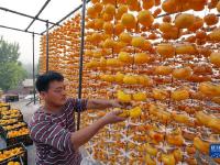 河北顺平：太行柿红醉金秋
