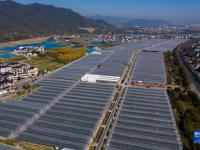 浙江建德：草莓抢鲜上市

