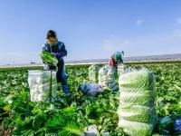 河北玉田：抢收白菜应对寒潮
