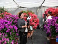 江苏沭阳：“花木之乡”的“美丽经济”
