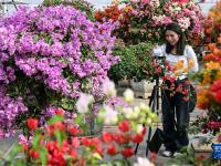 江苏沭阳：“花木之乡”的“美丽经济”
