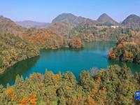 贵州百里杜鹃：色彩斑斓景如画
